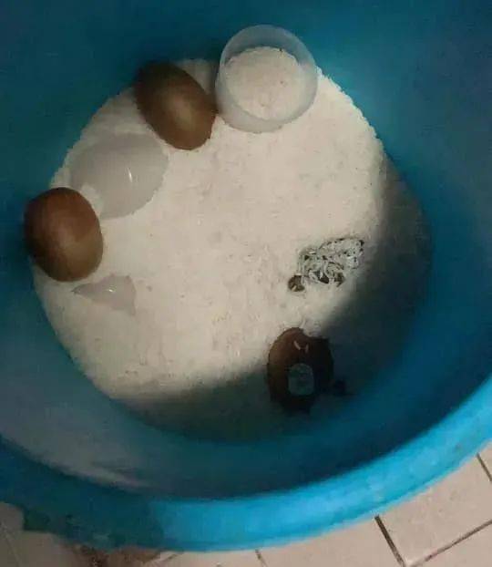 网友在米缸里发现猕猴桃,只是味道有点.._当事