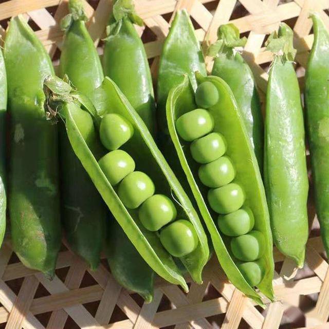 这个豌豆品种不一般肉厚多汁口感细嫩还带有甜味非常好吃