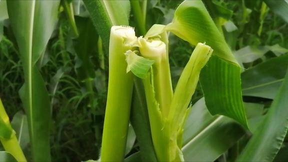 玉米品种抗不抗茎秆折断抽雄前粗暴拉茎秆测试十星七号抗茎折