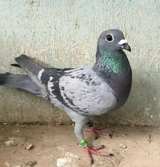 请君欣赏,张兴全老师的跃龙鸟 !_幼鸽