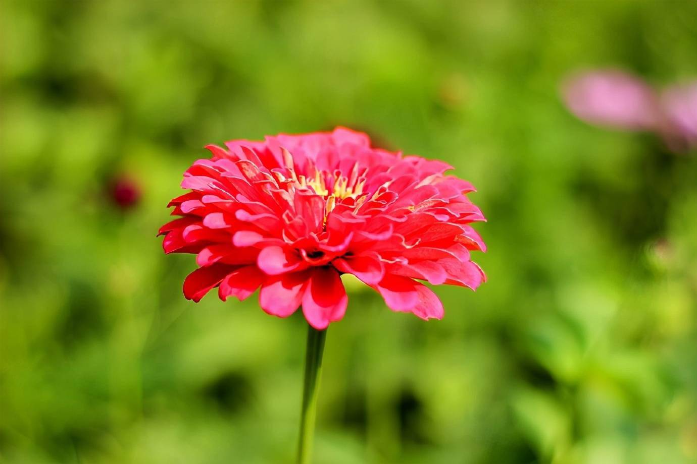 金雞菊,雛菊,松果菊這些當家花旦正迎來盛花期,有紅色,黃色,粉色,白色