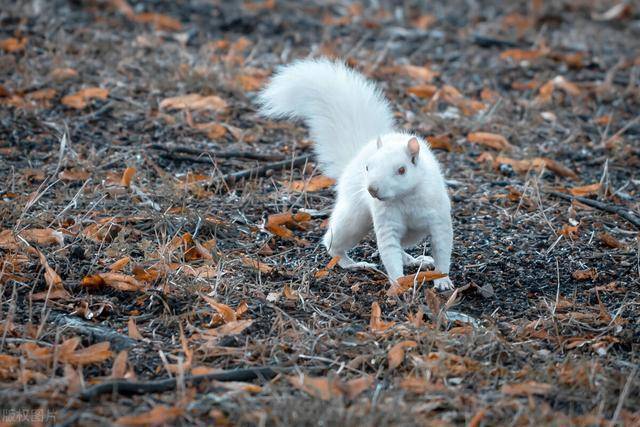 白化雪地松鼠图片