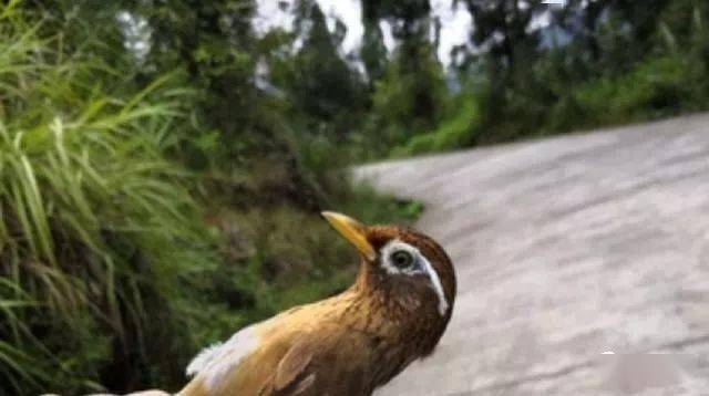 独具特色的双白口画眉鸟更适合做唱还是做打呢?