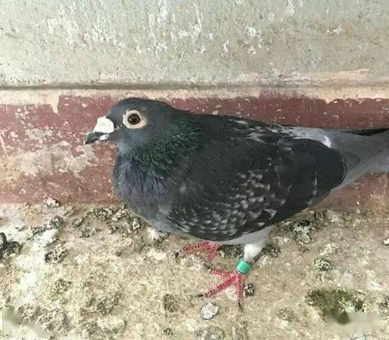 请君欣赏,张兴全老师的跃龙鸟 !_幼鸽