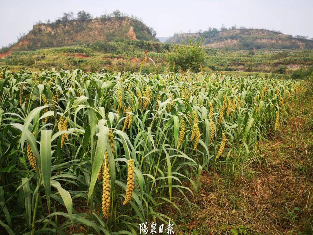 阳泉田地里有"神器"!_史云章