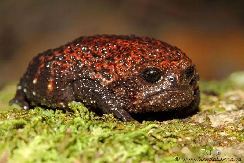 蛙竟然可以长成这样?_手机搜狐网