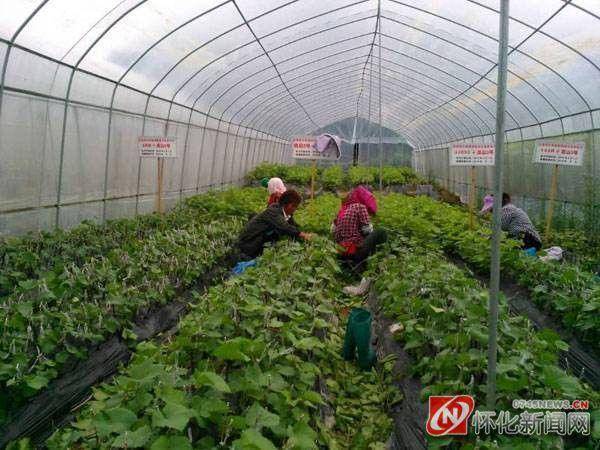 怀化市双村葡萄种植农民专业合作社