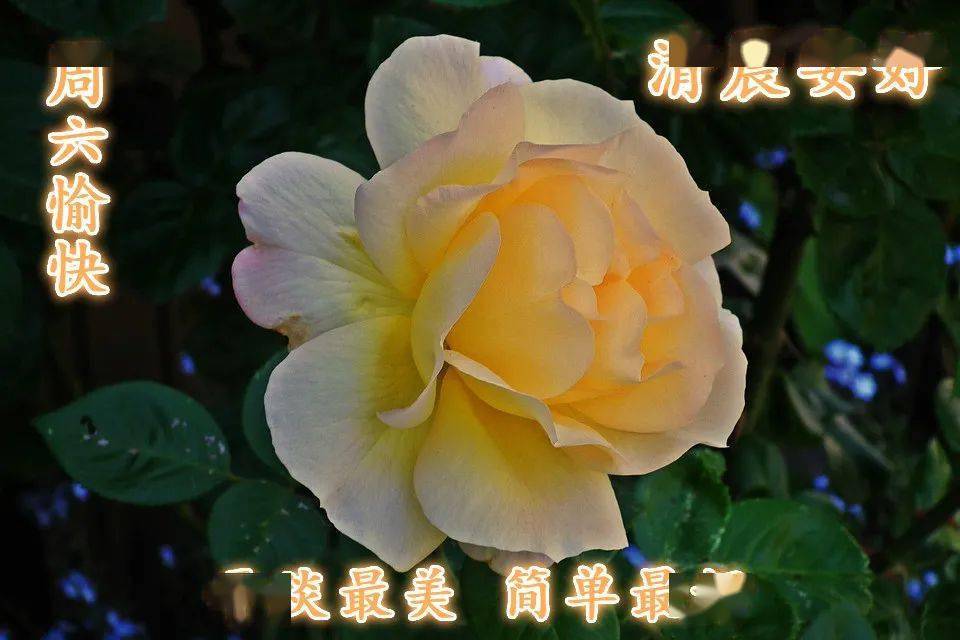 微信最好听的早安问候祝福短信 最好看的早安鲜花图片带字