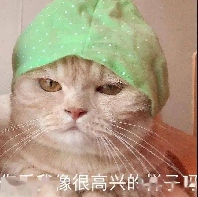 【沙雕猫表情包】橘猫沙梨表情包