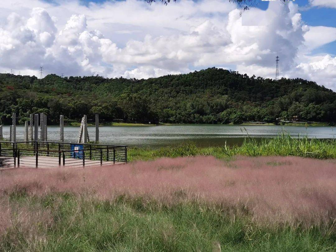 周六日非常多中山市民选择过来金钟水库,这里也是休闲散步的好地方.