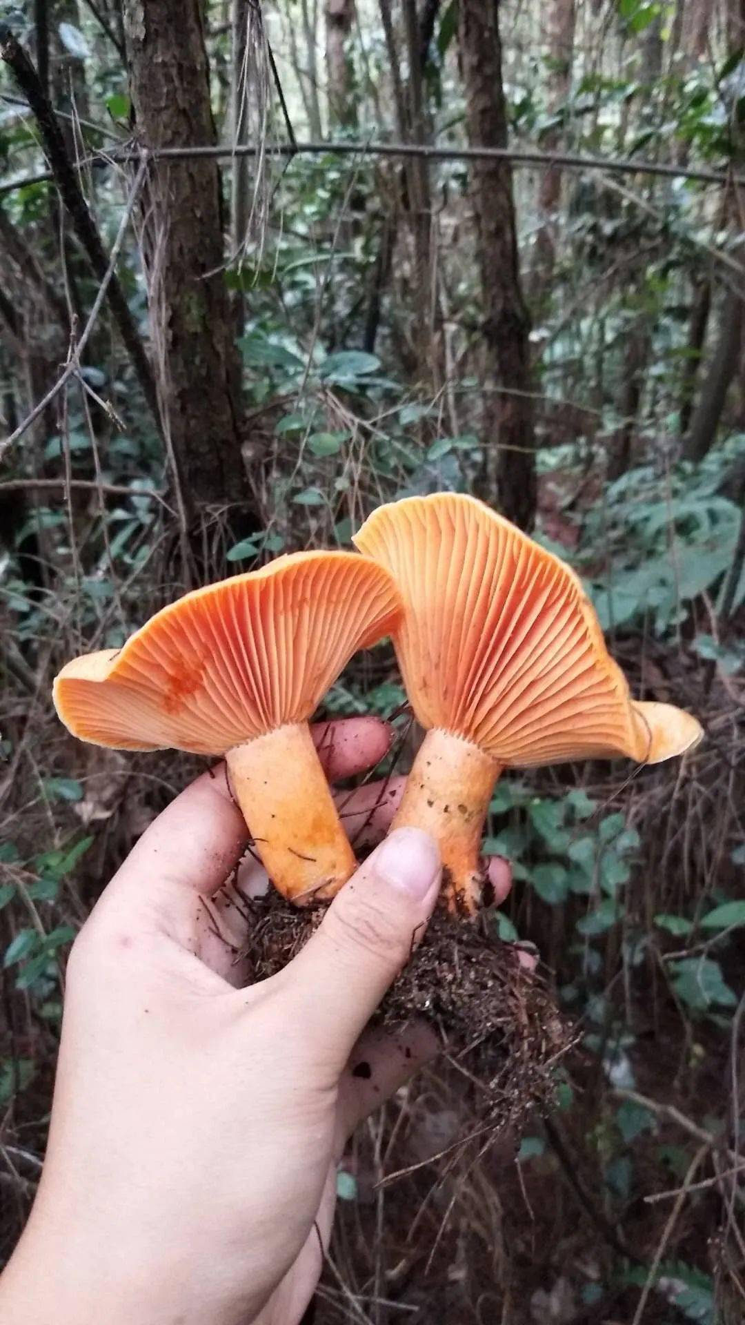 是误食了有毒的杂菌,还有其他杂菌子,"这段时间,山岭里的九月香菌子多