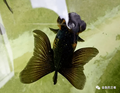 天水蝶尾生长在当地特有的一种瓦盆中,不需要加氧,不需要过滤循环,也