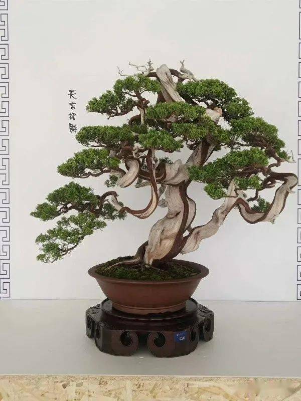 【先睹为快】2020中国尊·中国盆景收藏家藏品国家大展精品上架_活动