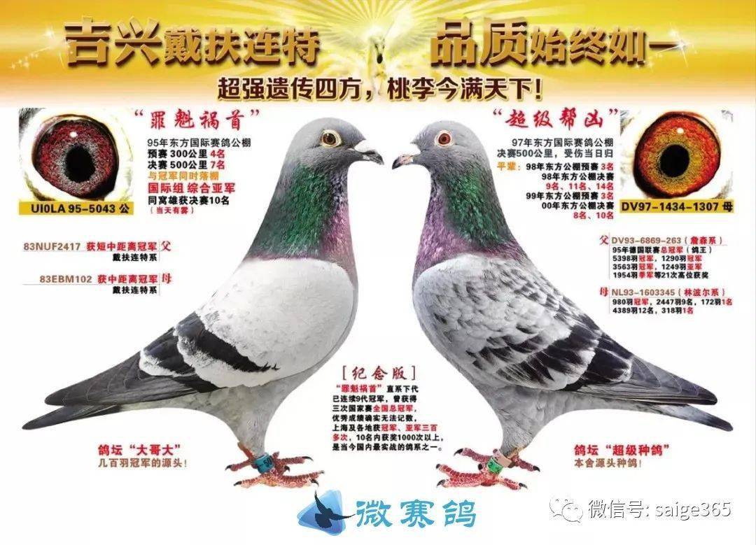 超级帮凶,97年石板黄眼雌鸽,詹森.林波尔系,子代孙代获冠军,亚军多羽.