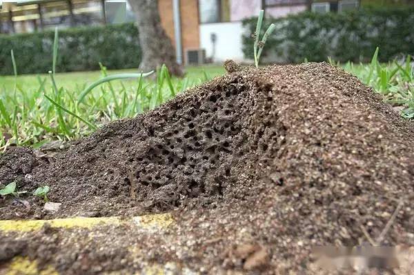 红火蚁在潮州路边看到这种小土堆要远离