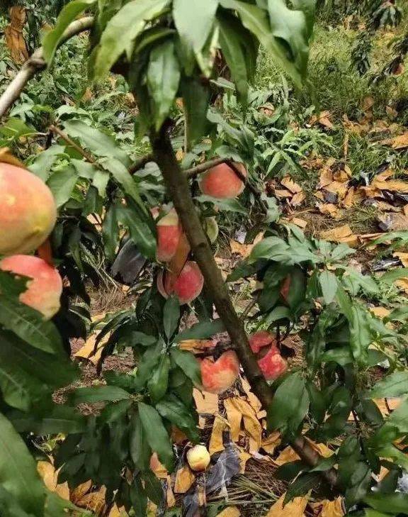 桃不过的诱惑西峡这里的冬桃采摘正当时