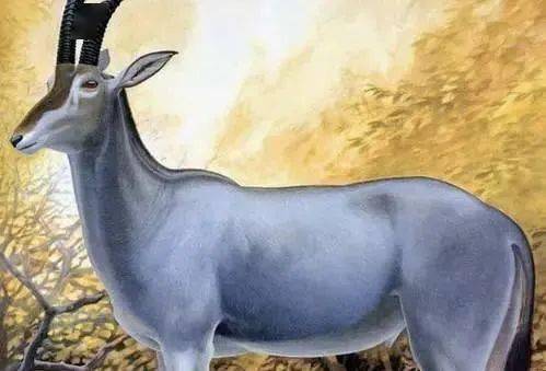 蓝马羚,首次被人发现于1719年,曾经是遍布于非洲地区的大型哺乳生物