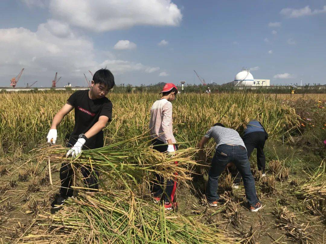 重返童年來定海這片田體驗手把手種稻割稻