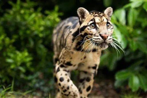 世界10大猫科动物战力排行狮子老虎谁更强第一名实至名归