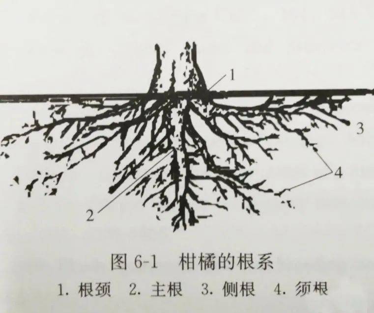 影响根系生长的原因