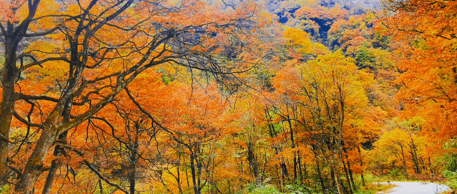 油画森林,位于龙头山凤栖林彩林步道附近的海口坝区域内,森林内古木