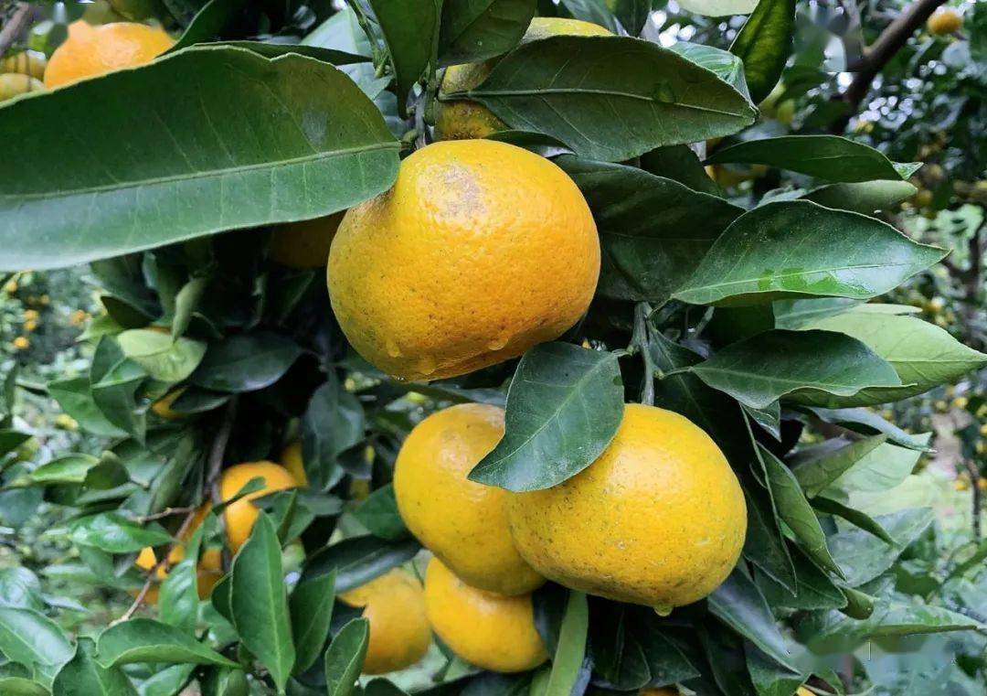 忠路蜜橘又熟了别忘了买点尝尝