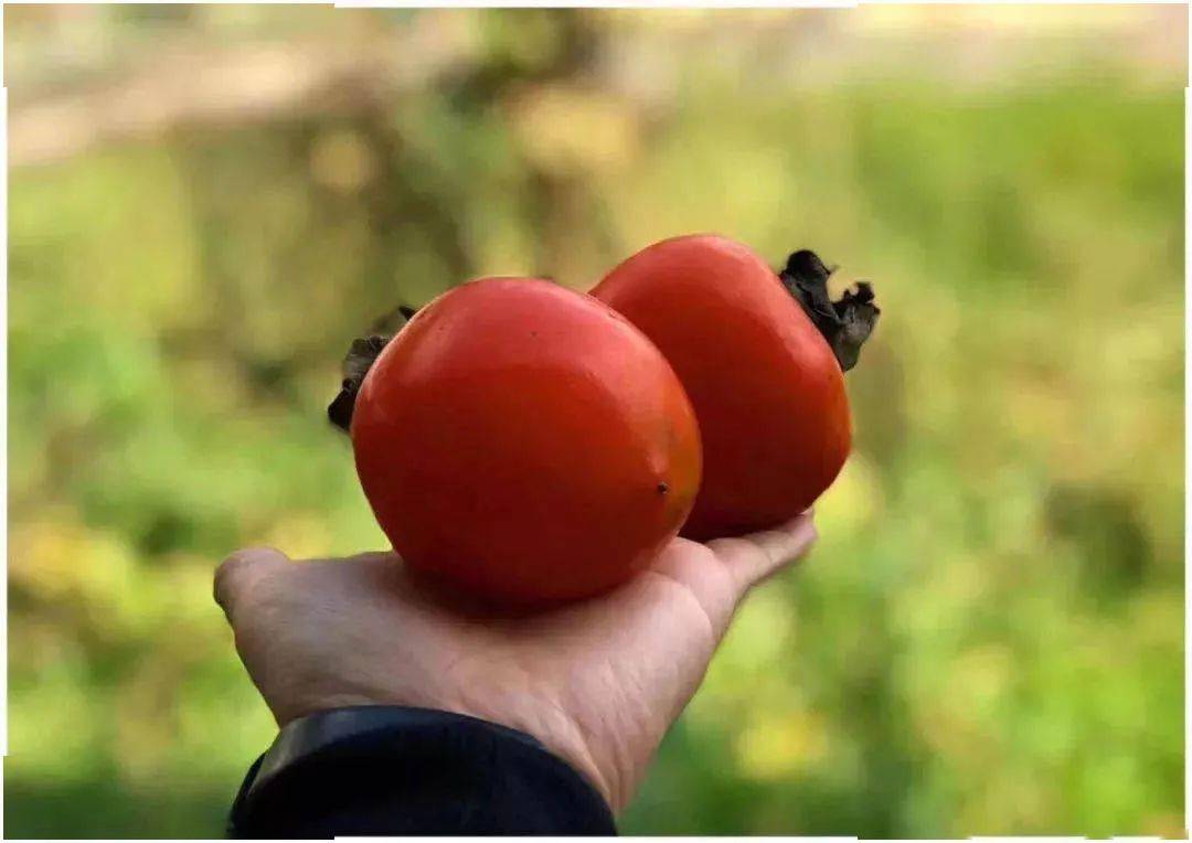 赏柿 摘柿 尝柿|石梁慈圣千年红朱柿红了!等你来