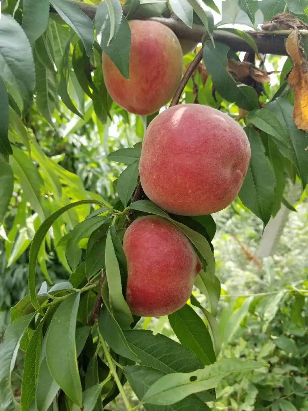 采摘正当时百亩鲜桃香甜葡萄菏泽初秋水果丰收季采摘游走起