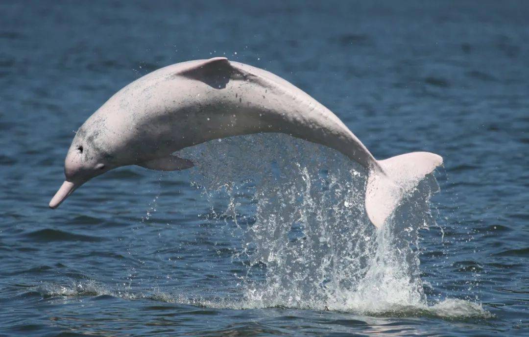 海院研究团队1鲸豚乐园世界最大中华白海豚个体识别数据库在这里