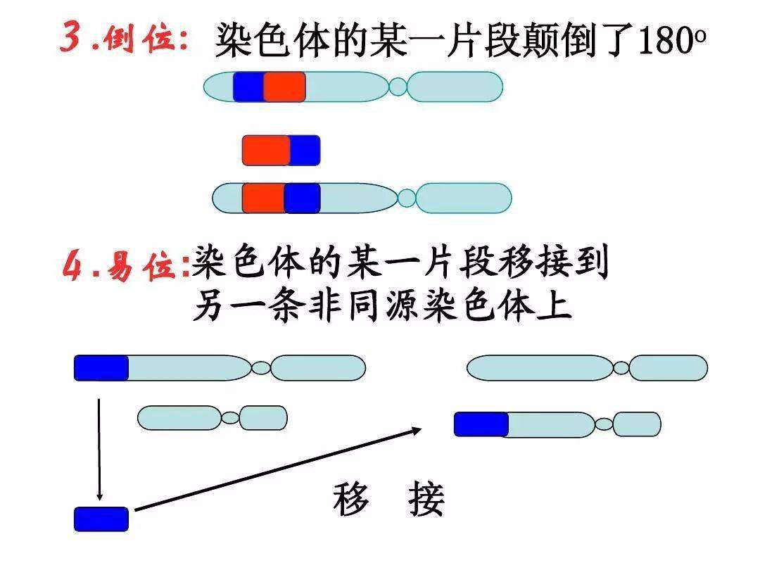 染色体发生两次断裂,发生180°倒转后重接,造成染色体基因顺序发生
