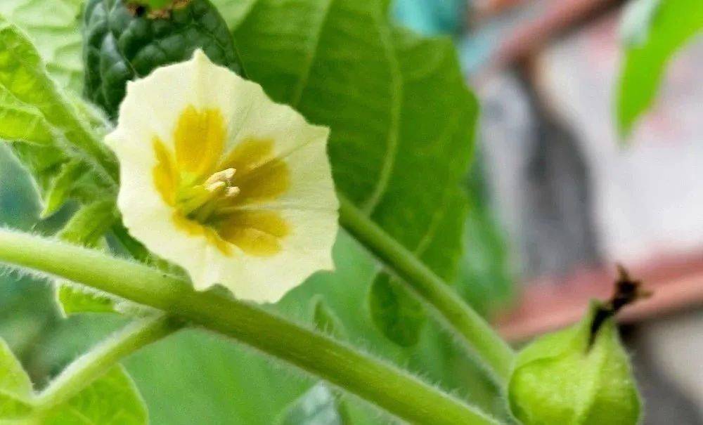 得更频繁了,只等那白色的,不起眼的小花落下,结出一个个绿色的菇娘果