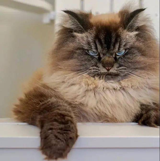 从呆萌小猫变成愤怒鳌拜的过程这经历了什么