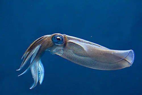 鱿鱼章鱼有8只长腕,没有壳,是海底的常住居民,也就是我们平时所说的