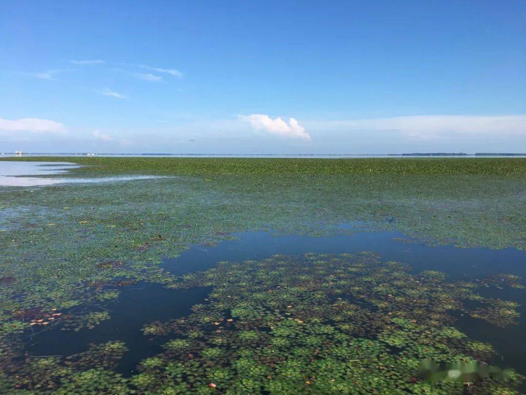 美丽农垦丨梦里水乡大通湖大通湖区建区二十周年礼赞