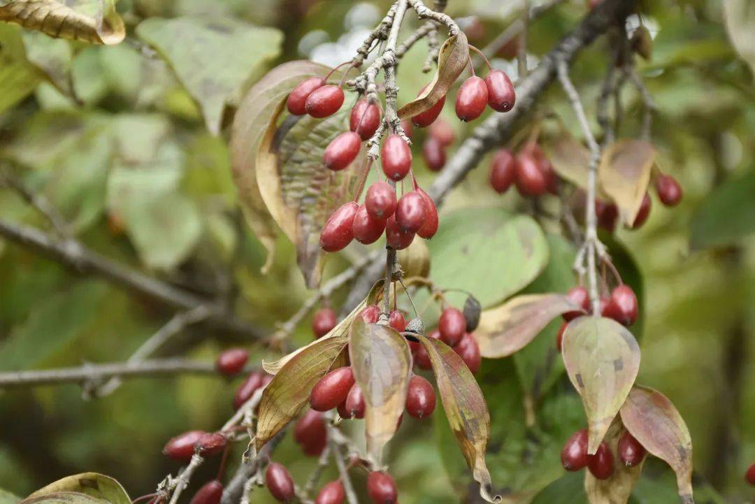"今年山茱萸长势不错,又是一个丰收年.