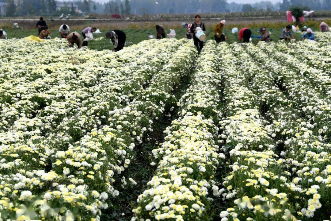 村民在田间采收菊花中药材种植专业合作社菊花种植基地在谯城区十河镇