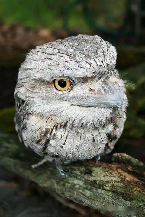 仔细看这是一块会卖萌的树皮