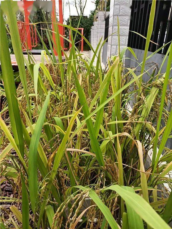 爱惜粮食,热爱劳动_手机搜狐网