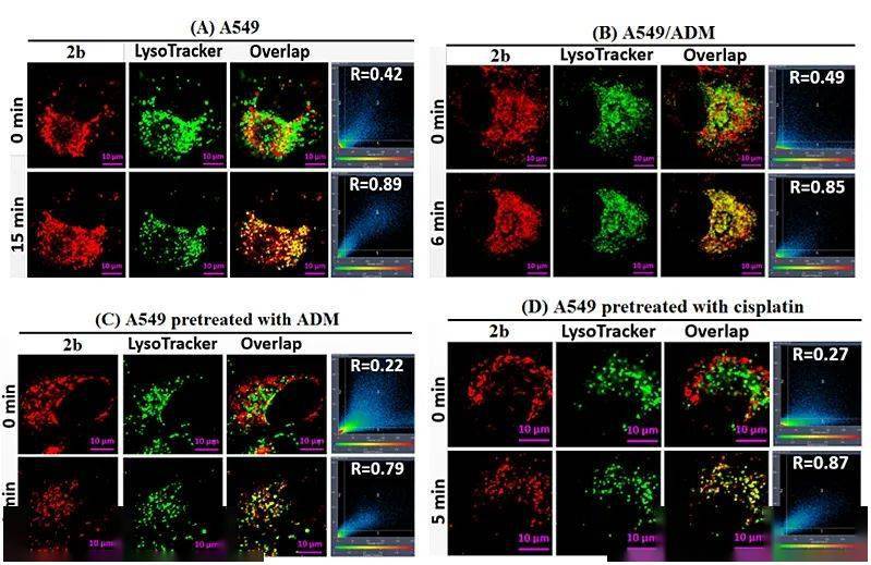 pys正离子荧光染料揭示了线粒体毒性亲电体的细胞转运机制_bodipys