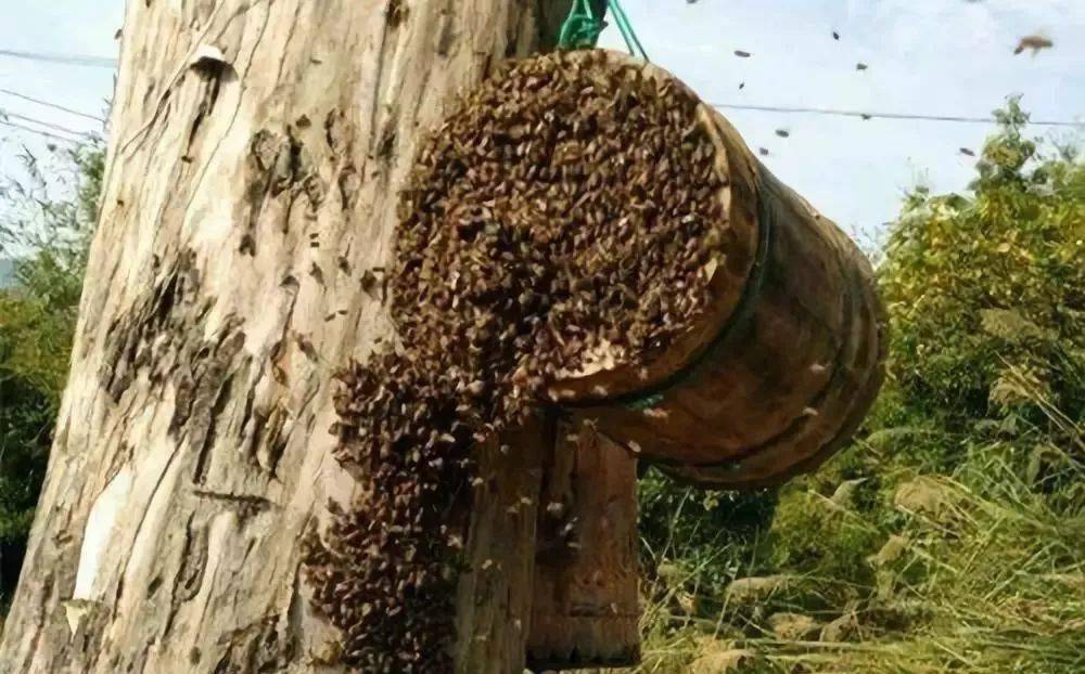 怎样找到野生蜜蜂 最快找到野生蜜蜂窝的方法