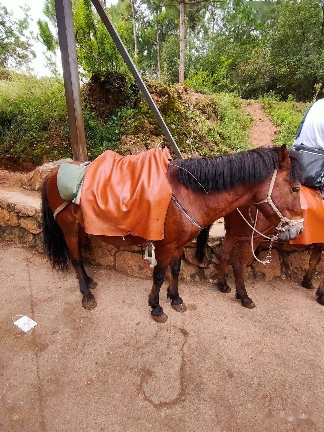 云南滇马骑行有感