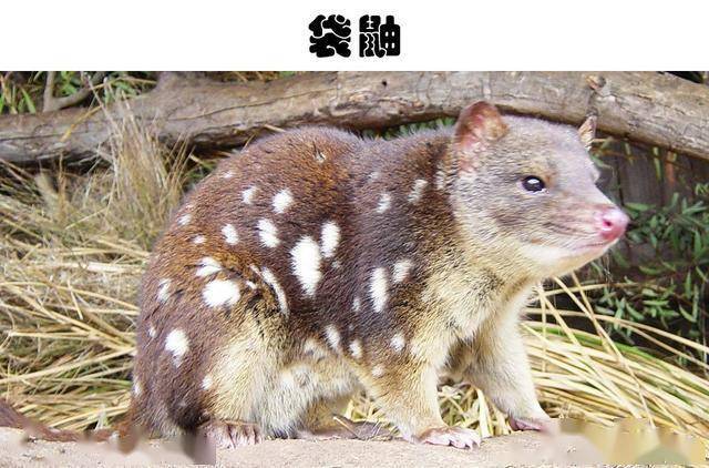 很难在现实中见到的10种罕见的野生动物