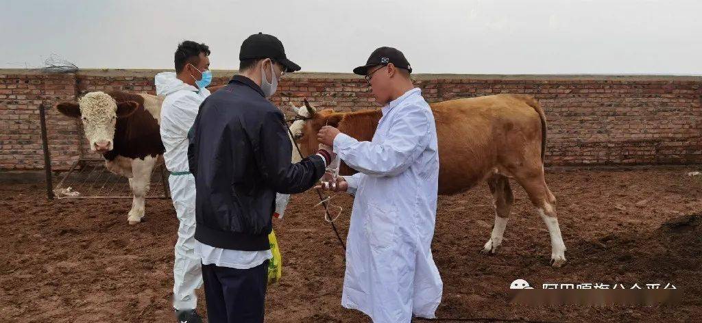 孙延春是内蒙古伊克塞畜牧服务有限公司驻阿巴嘎旗兽医社会化服务中心