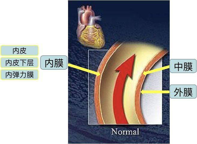 心血管系統的正常解剖和疾病 包括心臟,動脈,毛細血管,靜脈 (點擊查看