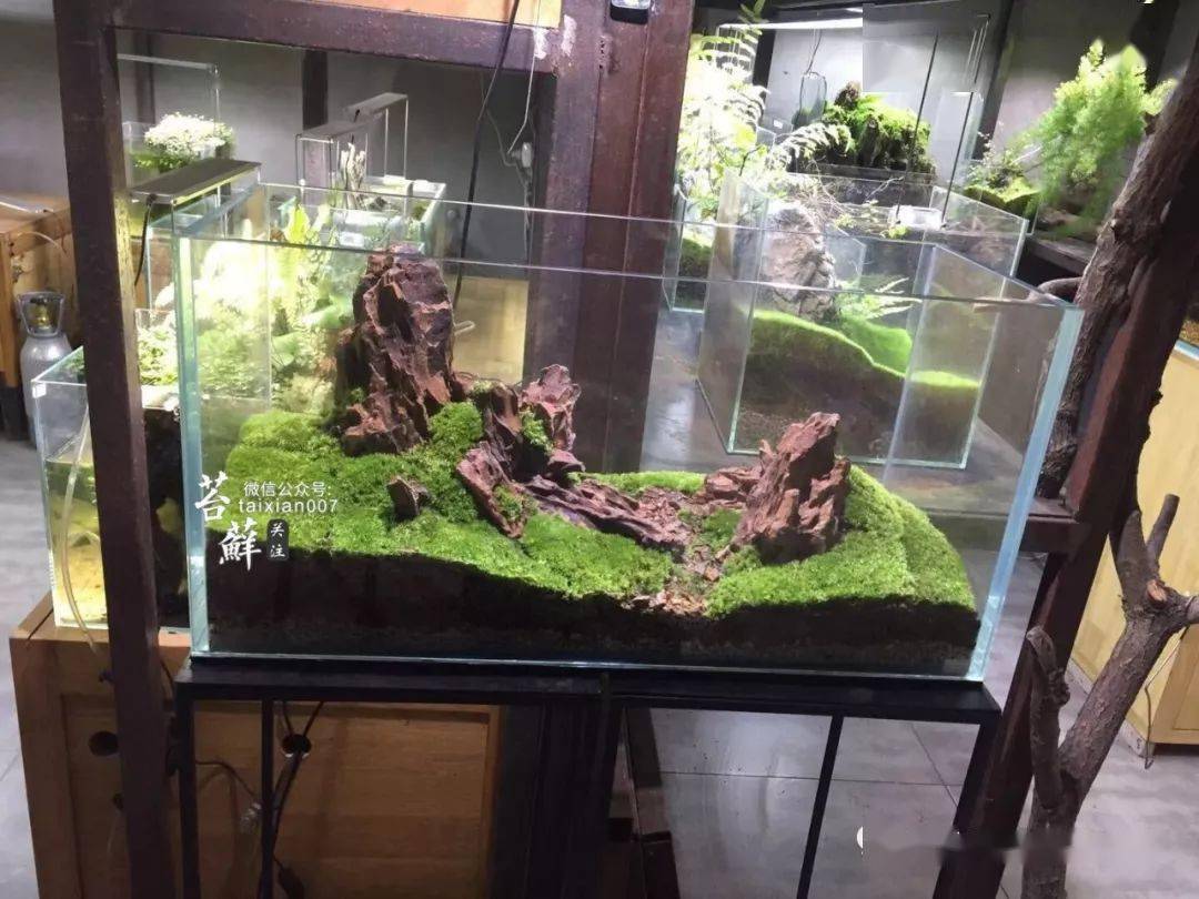 一睹这位高端专业玩家的极品青苔造景!_苔藓