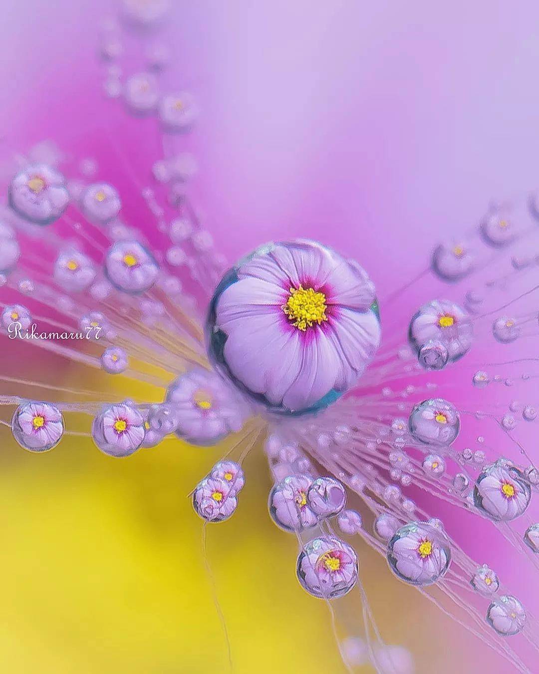水珠花真的好美