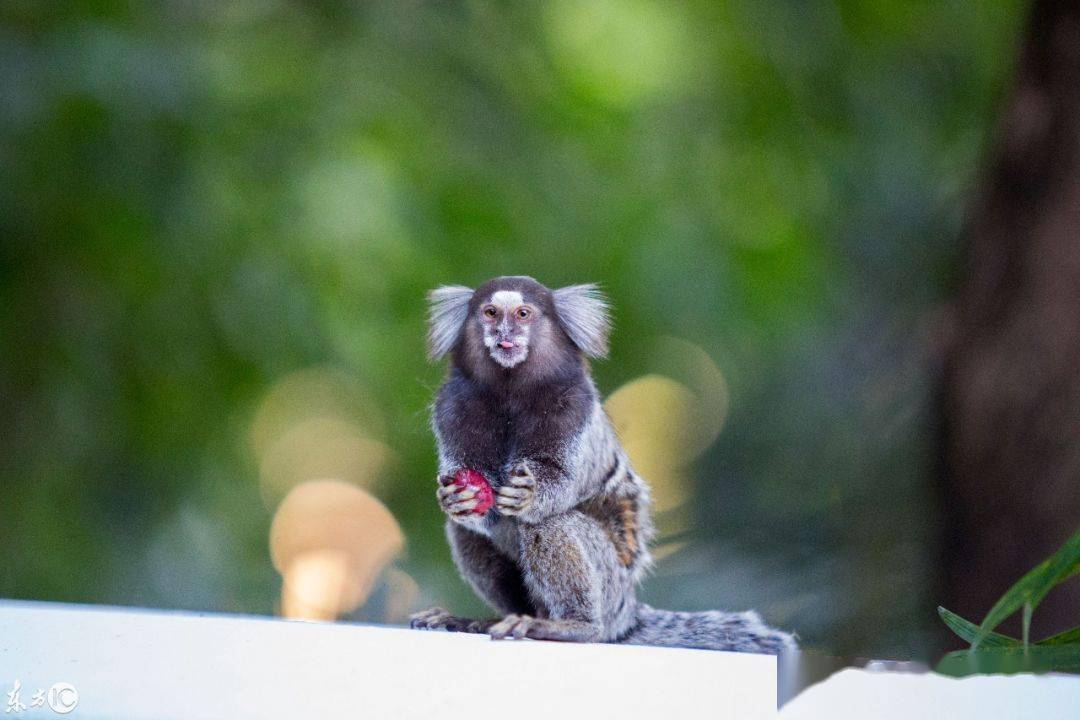 南美洲惊现山海经里的人面兽