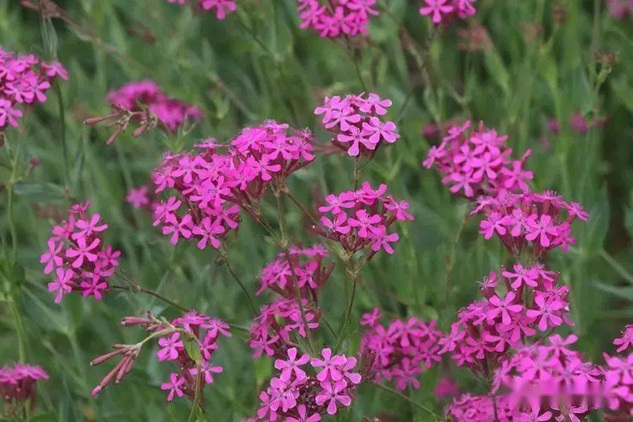 秋播冷季型花卉品种推荐三