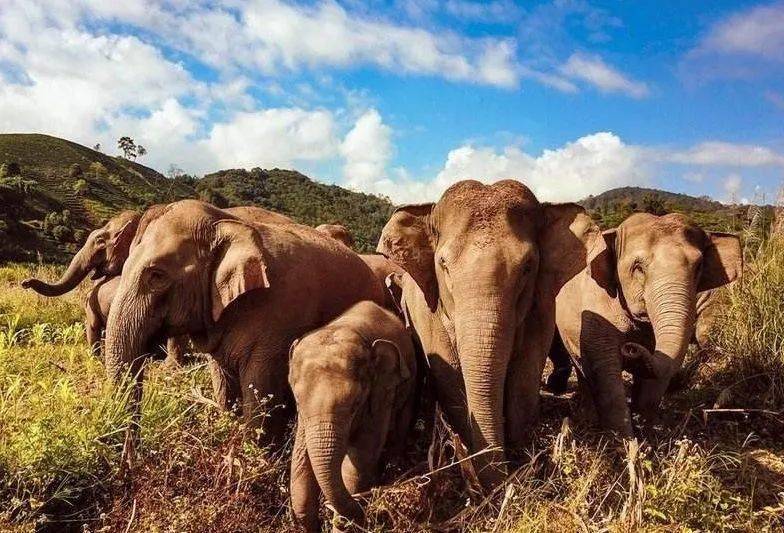 比大熊貓還少的九種國寶級野生動物斑鱉僅一隻遠東豹瀕臨滅絕