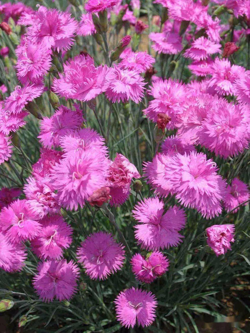 秋播冷季型花卉品种推荐三